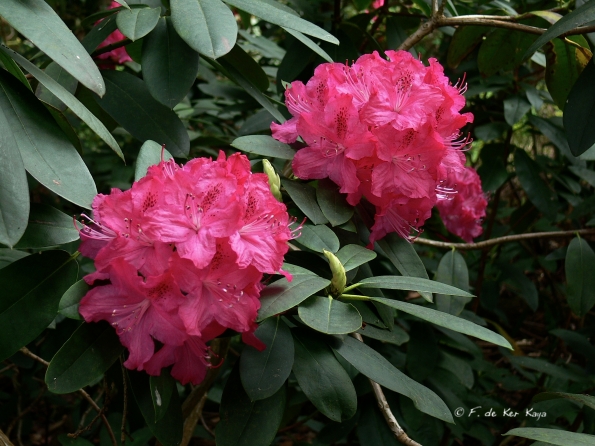 Bois des Moutiers (135) Mai 2012